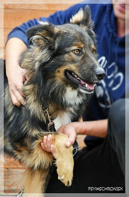Skubi – piękny ciałem i charakterem poleca się do adopcji