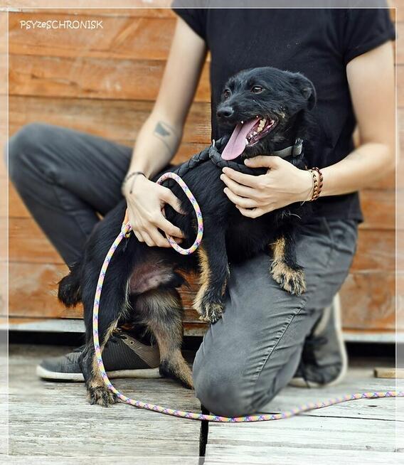 Bakuś – młodziutki, niewielki wesołek to miód na Twe serce