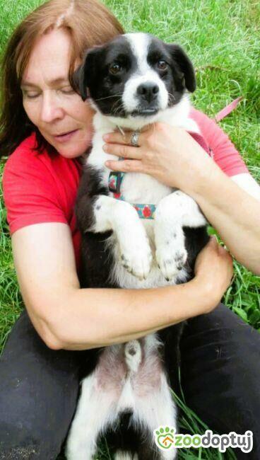 RINO - mały, kochany psiak szuka super domu