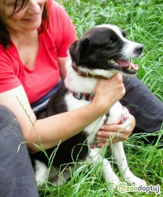 RINO - mały, kochany psiak szuka super domu