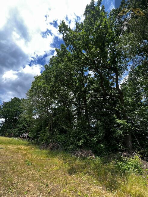 Działka leśna Olszyny gm. Wojnicz