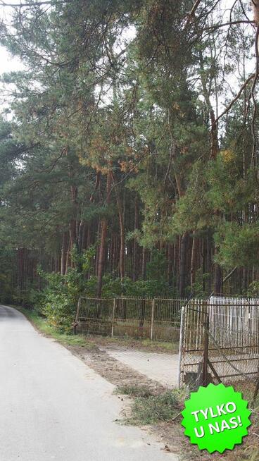 Działka leśna Kopana gm. Tarczyn