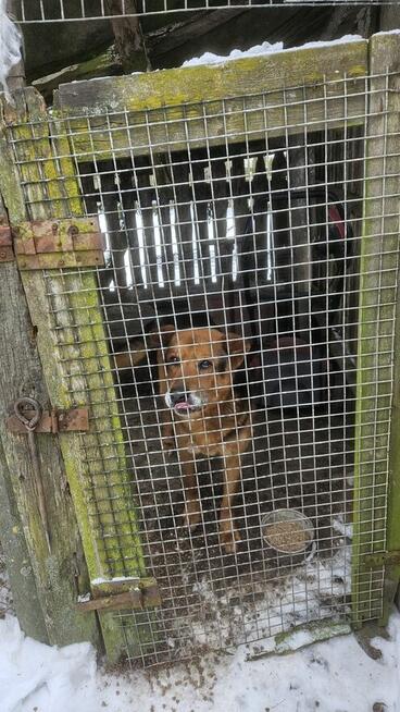 oddam za darmo w dobre ręce