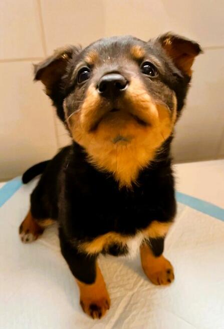 KACPEREK - piękny, mały szczeniak szuka domu