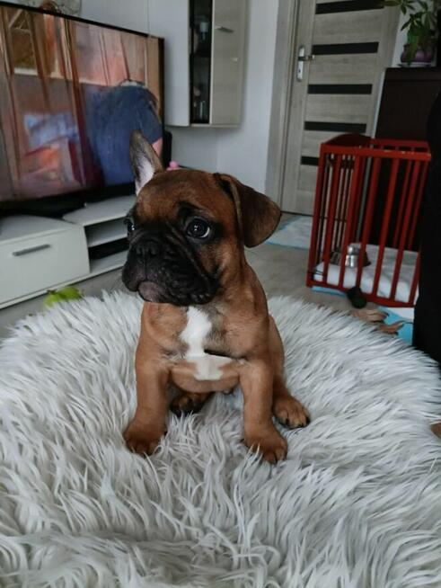 Buldog Francuski szczenięta