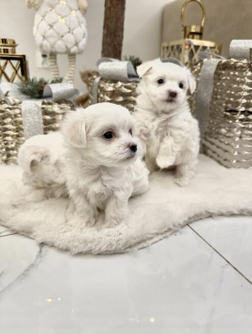 Maltańczyki szukają kochającego domu