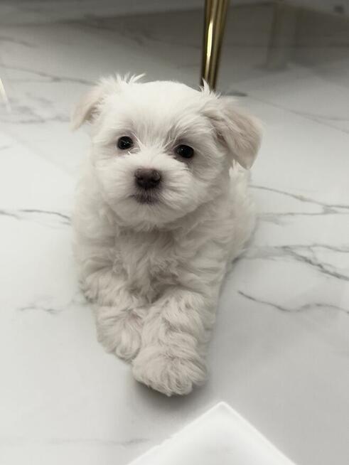 Maltańczyki szukają kochającego domu