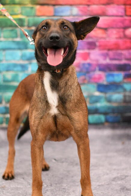 Zjawiskowa Malina szuka doświadczonego domku!