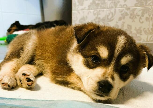 NUKI - śliczny, kochany szczeniaczek szuka dobrego domu