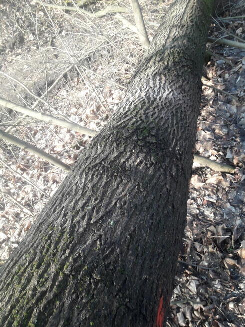 Klody jesionõw zcięte i lipa na pniu