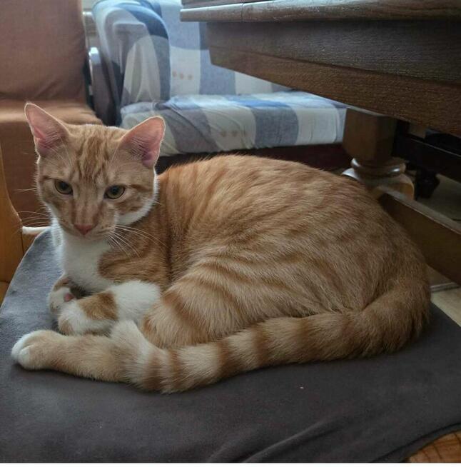 TOSIEK 5 miesięczny kocurek do pokochania od zaraz :)