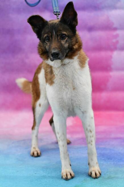 Porzucona Fruzia szuka kochającego domku!