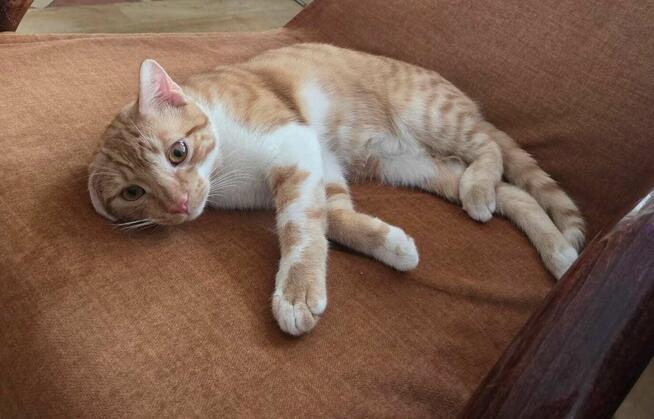 TOSIEK 5 miesięczny kocurek do pokochania od zaraz :)