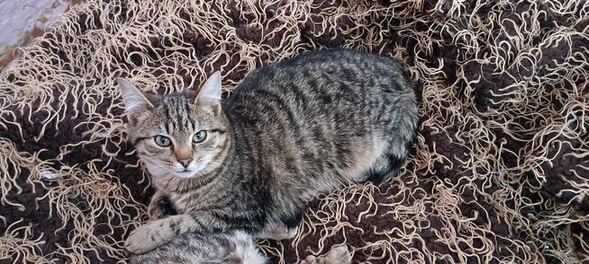 Oddam kotki za darmo.