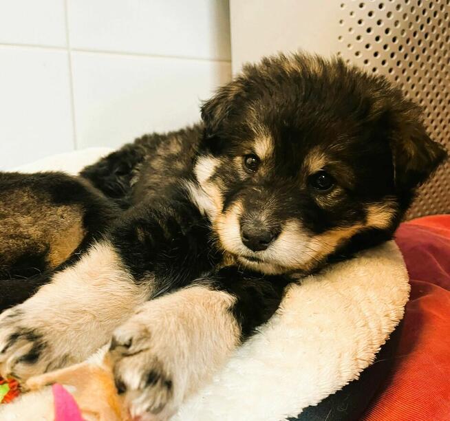 BALTAZAR - cudowny szczeniaczek szuka super domu