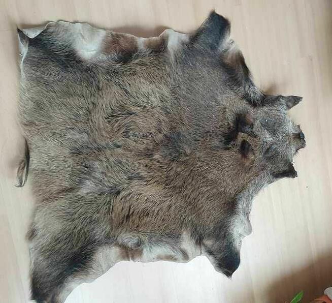 Skóra z dzika wyprawiona