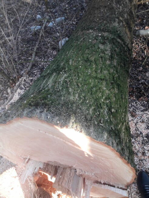 Klody jesionõw zcięte i lipa na pniu