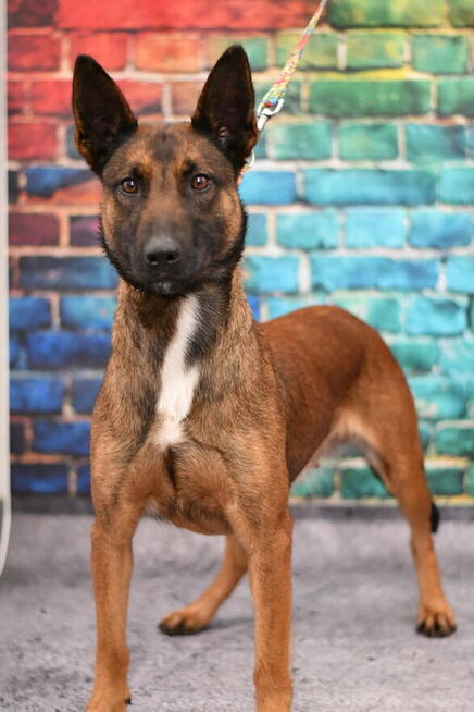 Zjawiskowa Malina szuka doświadczonego domku!