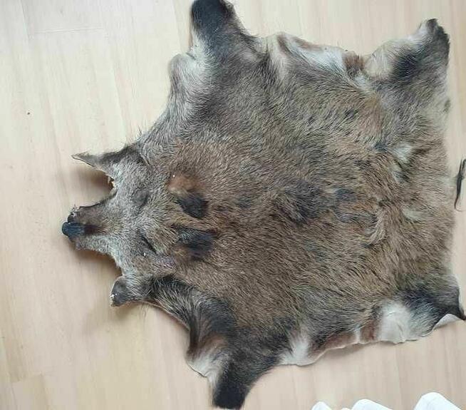 Skóra z dzika wyprawiona