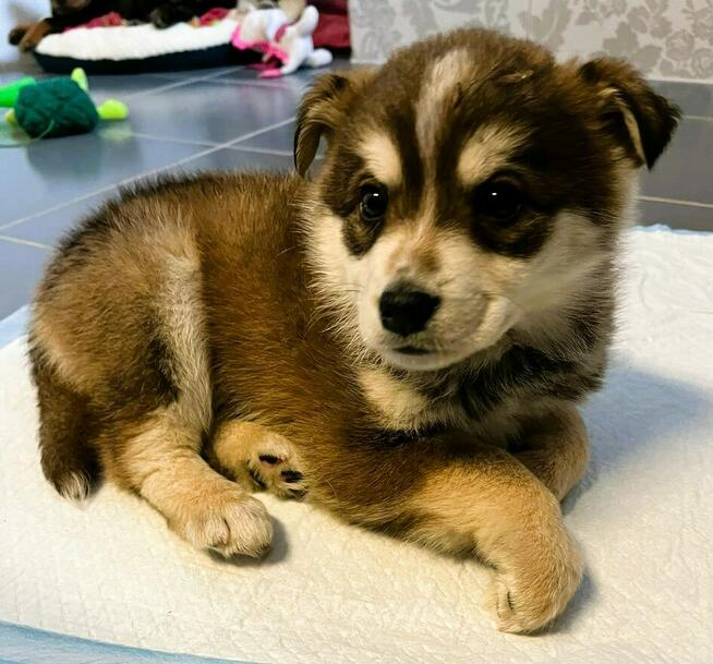 NUKI - śliczny, kochany szczeniaczek szuka dobrego domu