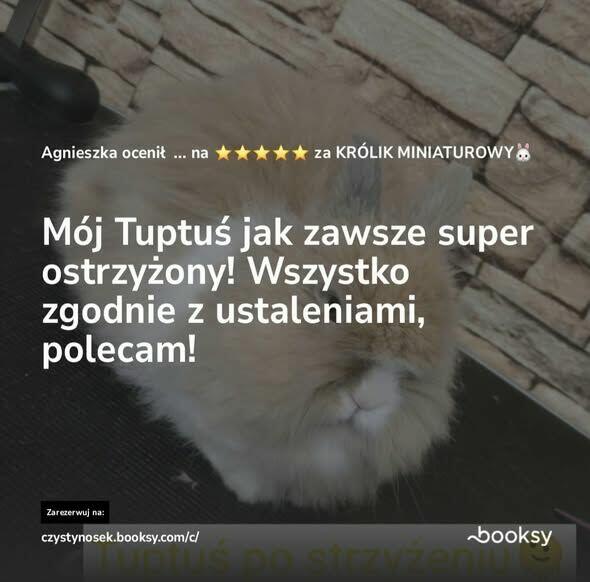 SPA dla psów / kotów