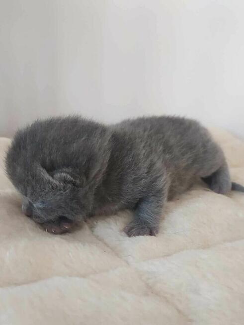 Zapraszam do rezerwacji kotka brytyjskiego