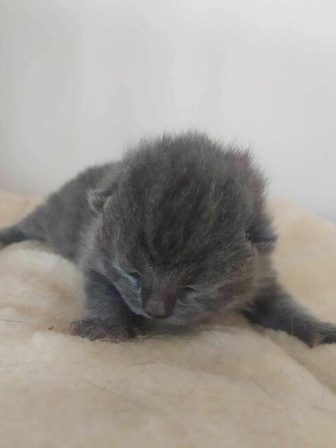 Zapraszam do rezerwacji kotka brytyjskiego