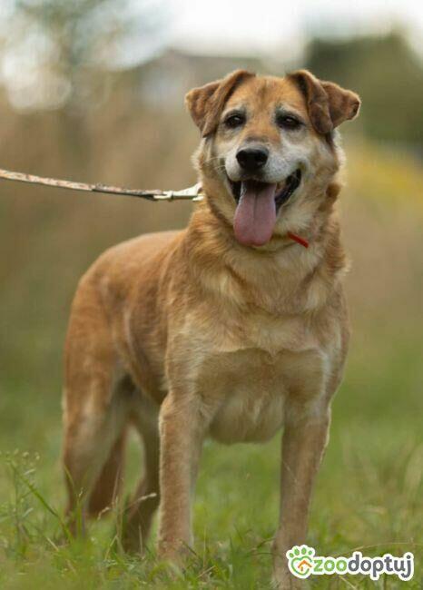 WICEK - kochany seniorek szuka dobrego domu