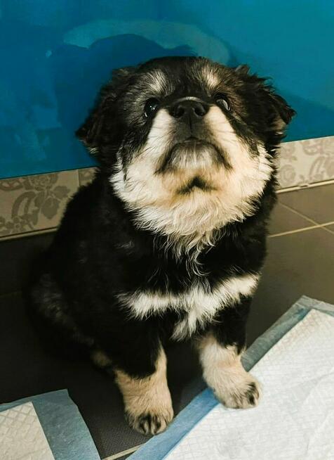 BALTAZAR - cudowny szczeniaczek szuka super domu