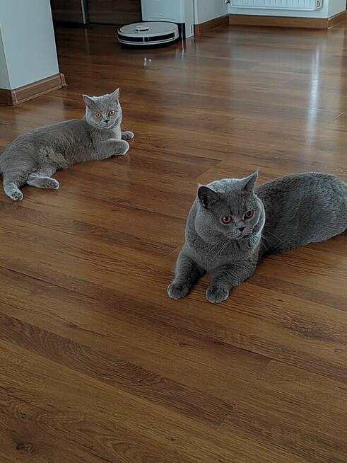 Zapraszam do rezerwacji kotka brytyjskiego