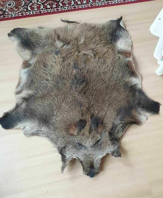 Skóra z dzika wyprawiona