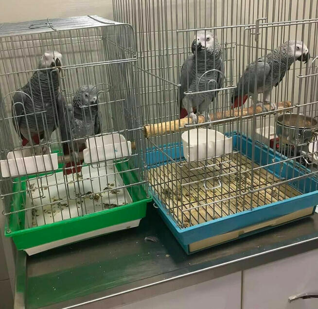 papugi i zapłodnione jaja na sprzedaż.