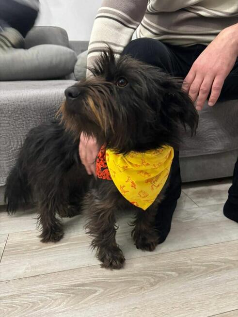 Młoda cudowna sunia kochająca ludzi czeka na domek