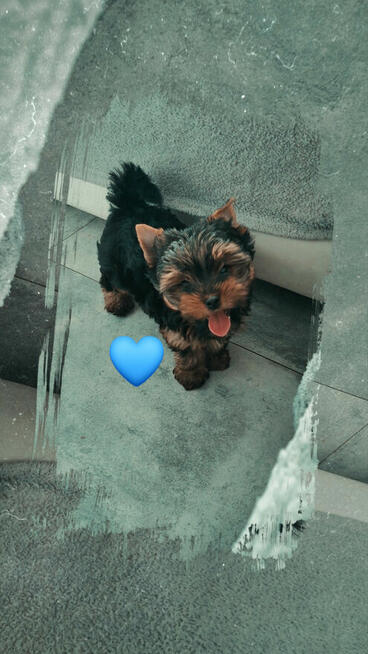 Śliczny Piesek Yorkshire Terrier