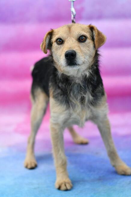 Uroczy Fox do pokochania już na zawsze!