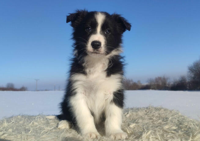 Rasowy BORDER COLLIE z prof. Hodowli, Pies z pełną dok.