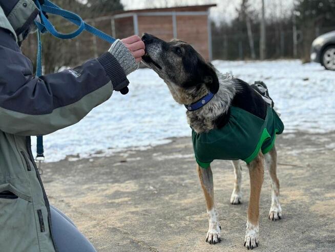 Psia seniorka Kora szuka domu!