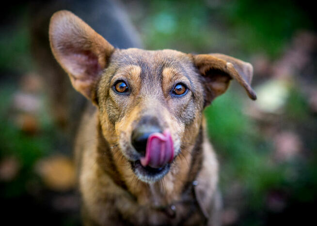 Kromka – królowa kanapy szuka swojego tronu!