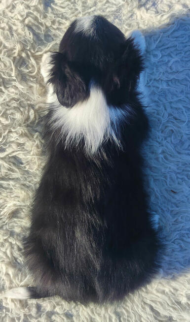 Rasowy BORDER COLLIE z prof. Hodowli, Pies z pełną dok.