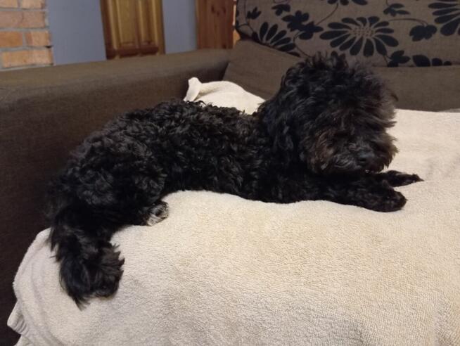 Russkaya Tsvetnaya Bolonka sunia Hawana