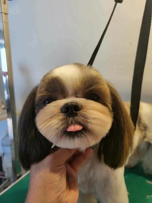 Szkolenie GŁÓWKOWE DLA GROOMERÓW, okolice W-wy