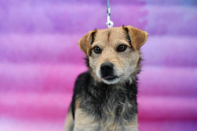 Uroczy Fox do pokochania już na zawsze!