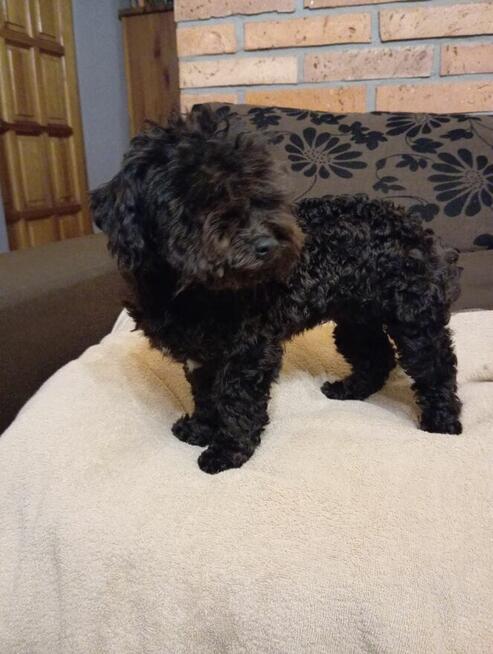 Russkaya Tsvetnaya Bolonka sunia Hawana