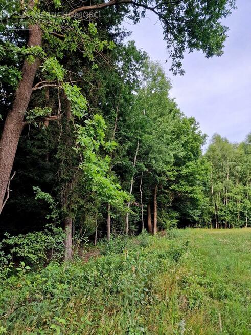 Działka leśna Sitnica gm. Biecz