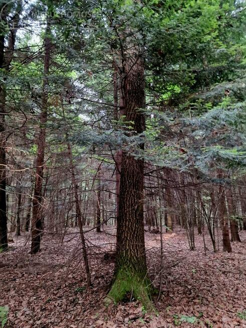Działka leśna Sitnica gm. Biecz