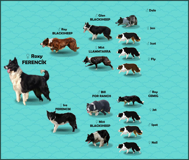 Rasowy BORDER COLLIE z prof. Hodowli, Pies z pełną dok.