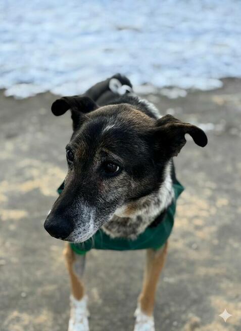 Psia seniorka Kora szuka domu!