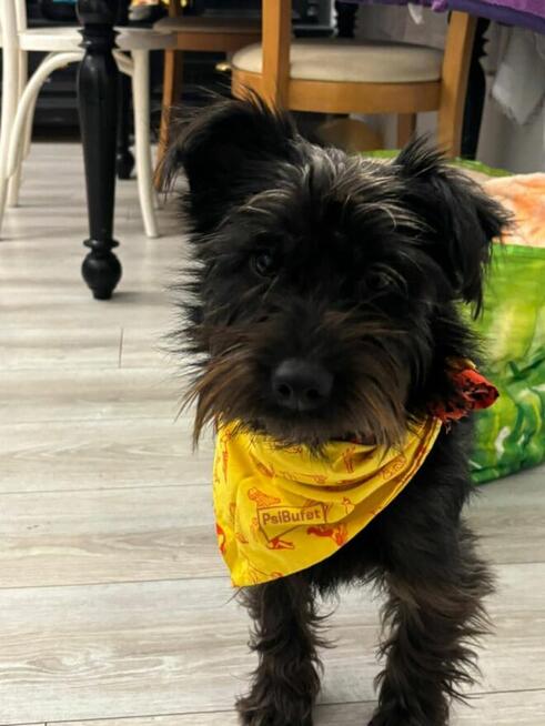 Młoda cudowna sunia kochająca ludzi czeka na domek