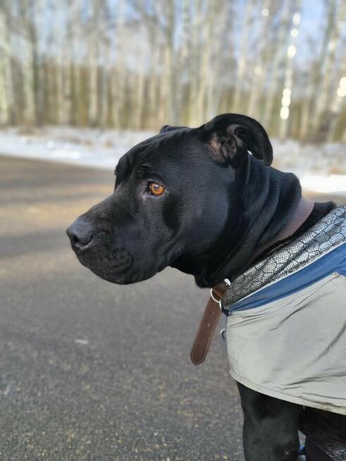 Młody wspaniały Puma szuka domu!