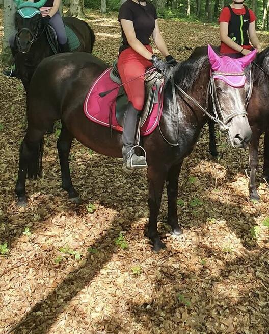 Klacz huculska 2012r. - sprzedam